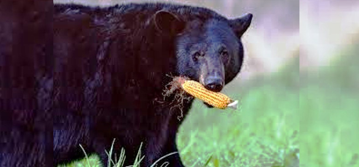 भालु भगाउन रातभर जाग्राम